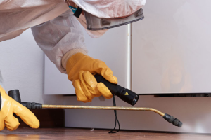 Messie Schädlingsbekämpfung Hennef (sieg)